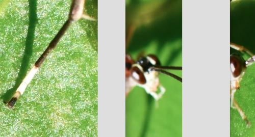 Crytea erythraea